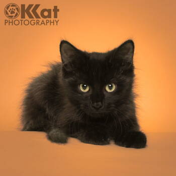 Rescue Domestic Medium Hair Cats for Adoption in Crescent, Oklahoma - Black Beans | PetCurious