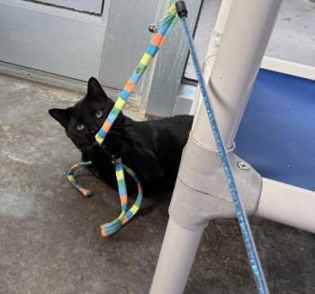 Just Jack -  Domestic Short Hair Cat for Adoption in Austin, Texas - Just Jack | PetCurious