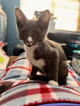 Messi -  Domestic Short Hair Cat for Adoption in Tucson, Arizona - Messi | PetCurious