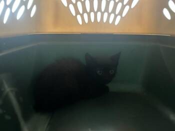 A384021 -  Domestic Short Hair Cat for Adoption in Ocala, Florida - A384021 | PetCurious