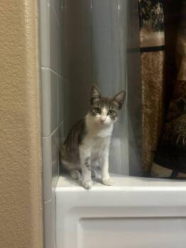 Bonnie -  Tabby Cat for Adoption in Calimesa, California - Bonnie | PetCurious