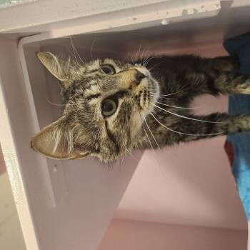 Carol (FIV) -  Domestic Short Hair Cat for Adoption in Charleston, South Carolina - Carol (FIV) | PetCurious