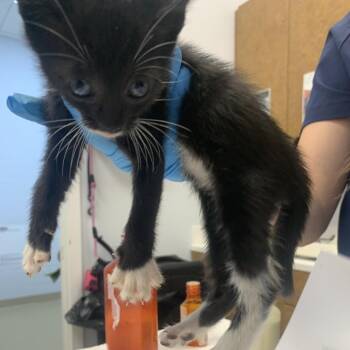 Marlowe -  Domestic Short Hair Cat for Adoption in West Palm Beach, Florida - Marlowe | PetCurious