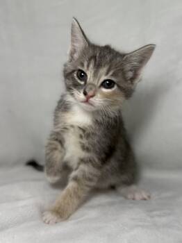 Domestic Short Hair and Dilute Calico Cats Available for Adoption in Greensboro, North Carolina - Elizabeth Swann | PetCurious