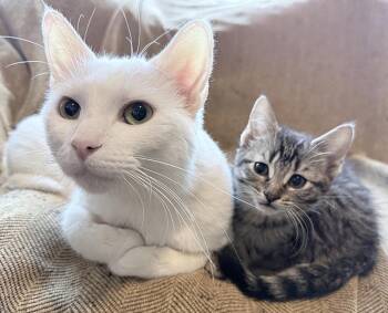 Duchess and Mike -  Domestic Short Hair Cat Available for Adoption in Chicago, Illinois - Duchess And Mike | PetCurious
