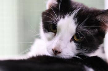 Habanero -  Domestic Short Hair Cat Available for Adoption in Hot Springs, Arkansas - Habanero | PetCurious