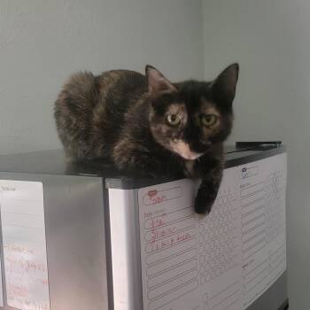 Pecan Pie -  Domestic Short Hair Cat for Adoption in Lynchburg, Virginia - Pecan Pie | PetCurious