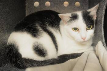 PUMPKIN -  Domestic Short Hair Cat for Adoption in Colorado Springs, Colorado - PUMPKIN | PetCurious