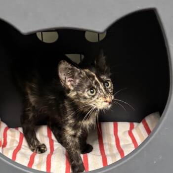 Jayna -  Domestic Short Hair Cat for Adoption in Houston, Texas - Jayna | PetCurious