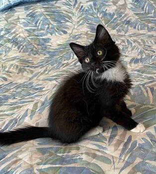 Lincoln -  Domestic Long Hair Cat for Adoption in Greensboro, North Carolina - Lincoln | PetCurious