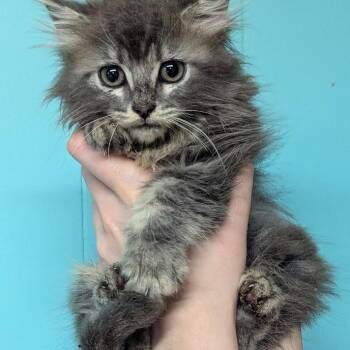 Fawn -  Domestic Long Hair Cat for Adoption in Johnstown, Pennsylvania - Fawn | PetCurious