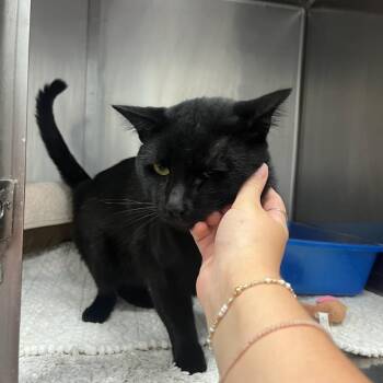 Uncle Baby Billy -  Domestic Short Hair Cat for Adoption in Houston, Texas - Uncle Baby Billy | PetCurious