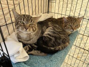 Rescue Domestic Short Hair Cats for Adoption in Reno, Nevada - Sergeant Tibbs | PetCurious