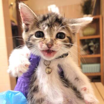 Grogu -  Domestic Short Hair Cat for Adoption in Westminster, California - Grogu | PetCurious