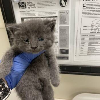 Leslie -  Domestic Short Hair Cat for Adoption in Lynchburg, Virginia - Leslie | PetCurious