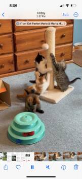 Tabby Cats Available for Adoption in Westland, Michigan - Felix | PetCurious
