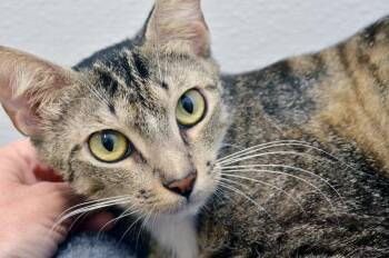 Rescue Domestic Short Hair and Tiger Cats for Adoption in Sanford, Florida - Treasure | PetCurious