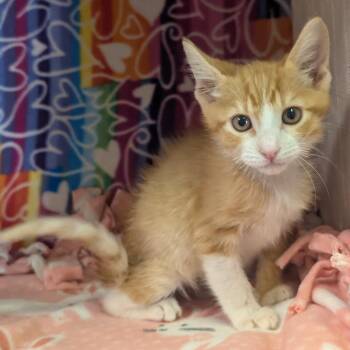 Lucien -  Domestic Short Hair Cat for Adoption - Lucien | PetCurious