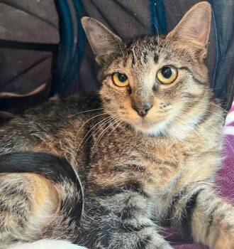 Rescue Domestic Short Hair and Tabby Cats for Adoption in Houston, Texas - Kiko | PetCurious