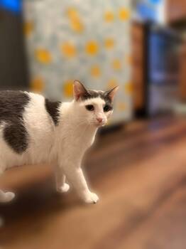 Domestic Short Hair Cats Available for Adoption - Patty | PetCurious