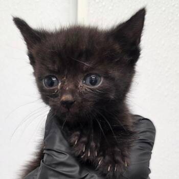 Mae -  Domestic Short Hair Cat for Adoption in Abilene, Texas - Mae | PetCurious