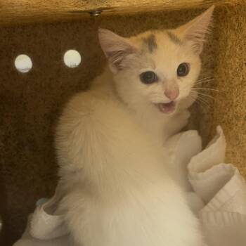 72450 -  Domestic Short Hair Cat for Adoption in Harrisonburg, Virginia - 72450 | PetCurious