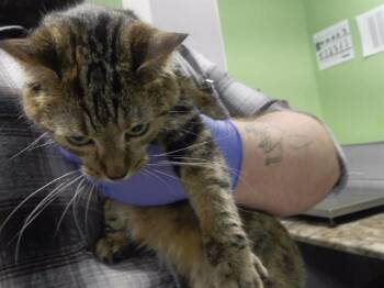 CALLY -  Domestic Short Hair Cat for Adoption in Omaha, Nebraska - CALLY | PetCurious