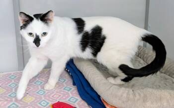 Domestic Short Hair Cats Available for Adoption - Kingston | PetCurious