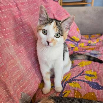 RUSSET -  Domestic Short Hair Cat for Adoption in East Greenwich, Rhode Island - RUSSET | PetCurious