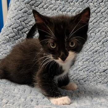 Navi -  Domestic Short Hair Cat for Adoption in Brighton, Missouri - Navi | PetCurious