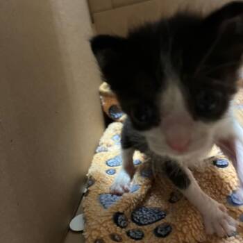 Moose -  Domestic Short Hair Cat for Adoption in Pasadena, California - Moose | PetCurious