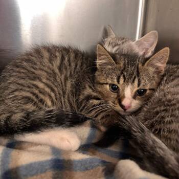 Grappa -  Domestic Short Hair Cat for Adoption in Wilmington, Delaware - Grappa | PetCurious