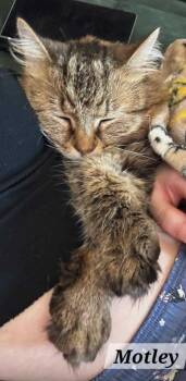 Rescue Maine Coon and Domestic Long Hair Cats for Adoption in New Braunfels, Texas - Motley | PetCurious