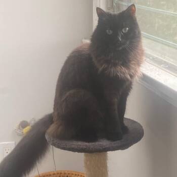 Domestic Long Hair Cats Available for Adoption in Long Beach, California - Stormy | PetCurious