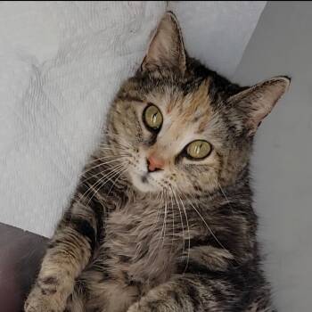 Big Mama -  Domestic Short Hair and Manx Cat for Adoption in Parkersburg, West Virginia - Big Mama | PetCurious