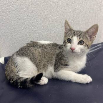 Victor -  Domestic Short Hair Cat for Adoption in Sunnyvale, California - Victor | PetCurious