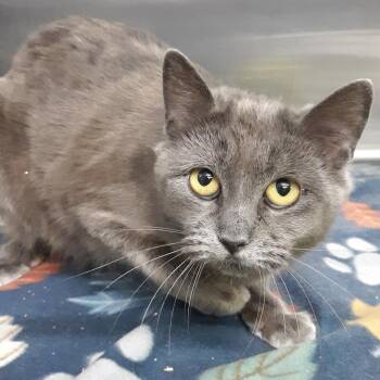 Domestic Short Hair Cats Available for Adoption - Ceylon | PetCurious