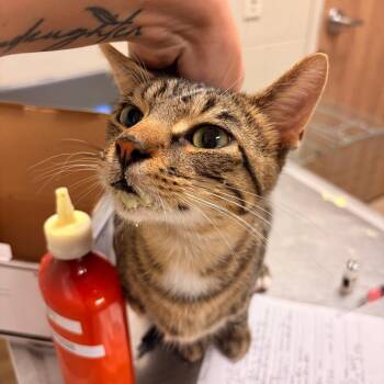 Kirk -  Domestic Short Hair Cat for Adoption in Bristol, Indiana - Kirk | PetCurious