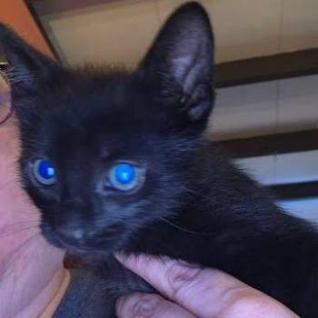 Crash -  Domestic Medium Hair Cat for Adoption in San Pablo, California - Crash | PetCurious
