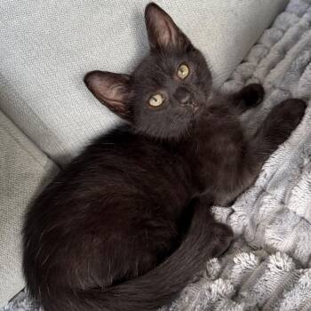 Matcha -  Domestic Short Hair Cat for Adoption in Fairfax, Virginia - Matcha | PetCurious