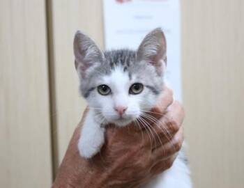Blue Crab -  Domestic Short Hair Cat for Adoption in Brunswick, Georgia - Blue Crab | PetCurious