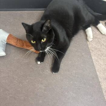 Janet -  Domestic Short Hair Cat for Adoption in Brentwood, Missouri - Janet | PetCurious