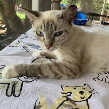 Rescue Domestic Short Hair Cats for Adoption in Bonita Springs, Florida - Sapphire | PetCurious