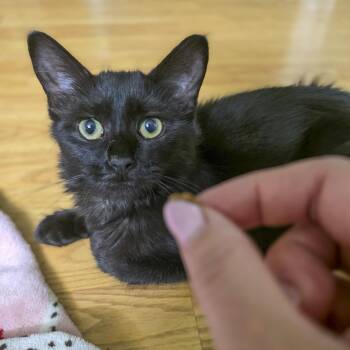 Rescue Domestic Medium Hair Cats for Adoption in Vallejo, California - Lily | PetCurious