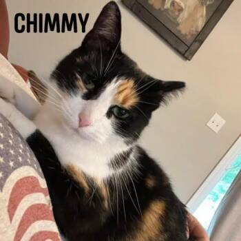 Domestic Short Hair Cats Available for Adoption - Chimmy C11078 | PetCurious