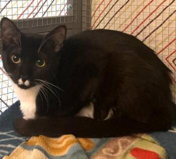 Betty -  Tuxedo and Domestic Short Hair Cat for Adoption in Columbia, South Carolina - Betty | PetCurious