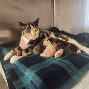 Callie -  Domestic Short Hair Cat for Adoption in Evensville, Tennessee - Callie | PetCurious