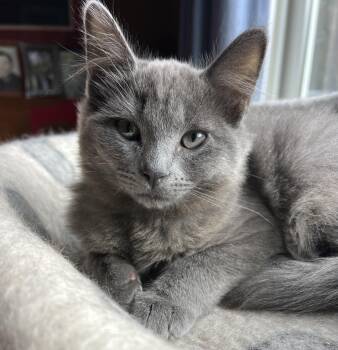 Rescue Chartreux Cats for Adoption in South San Francisco, California - Guinness | PetCurious