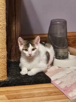 Domestic Medium Hair Cats Available for Adoption - Henry | PetCurious