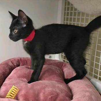 Virgina -  Domestic Short Hair Cat for Adoption in Buffalo, New York - Virgina | PetCurious